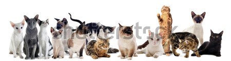 cats in studio Stock photo © cynoclub