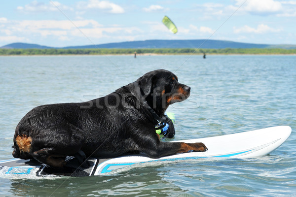 rottweiler and windsurf Stock photo © cynoclub