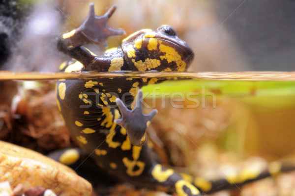 The fire salamander - Salamandra Stock photo © cynoclub