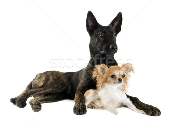 Holland Shepherd and chihuahua Stock photo © cynoclub