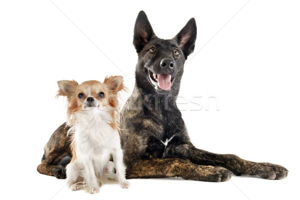 Stock photo: Holland Shepherd and chihuahua