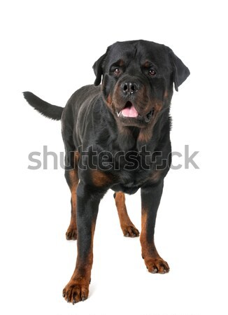 商業照片: 羅威 · 肖像 · 小狗 · 白 · 黑色