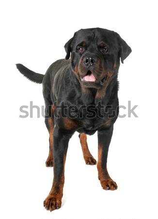 Rottweiler retrato cachorro blanco negro Foto stock © cynoclub