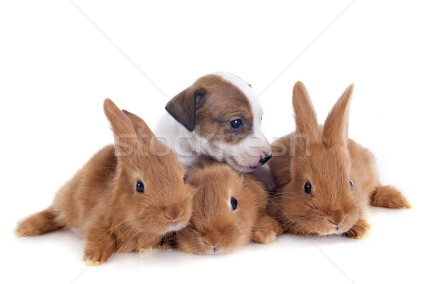 bunnies and puppy Stock photo © cynoclub