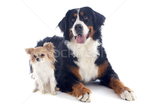 Cane ritratto bovaro del bernese giovani studio Foto d'archivio © cynoclub