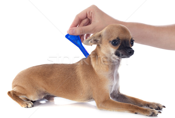 önleme küçük şişe genç köpek yavrusu evcil hayvan Stok fotoğraf © cynoclub