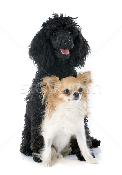 Foto stock: Cachorro · poodle · preto · estúdio · mamífero · dois