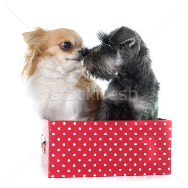 小狗 微型 雪納瑞 工作室 接吻 播放 商業照片 © cynoclub