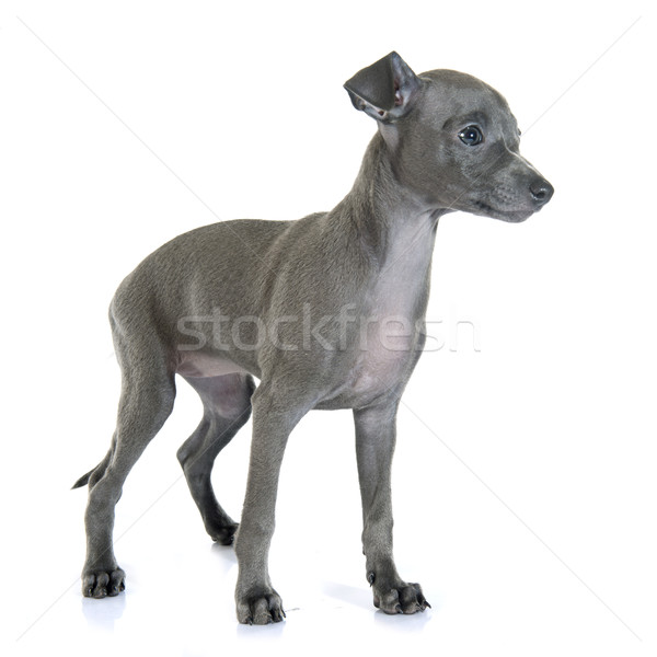 ストックフォト: 子犬 · イタリア語 · グレイハウンド · 白 · 青