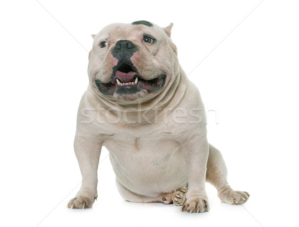 white american bully Stock photo © cynoclub