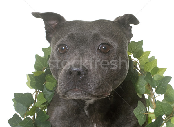 staffordshire bull terrier Stock photo © cynoclub