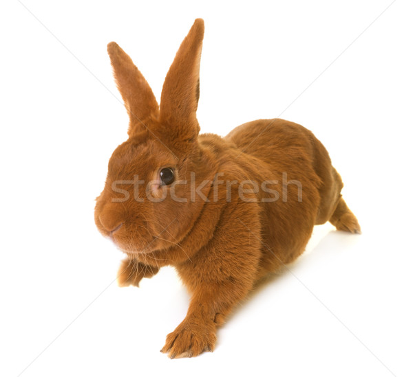 Fauve de Bourgogne rabbit Stock photo © cynoclub