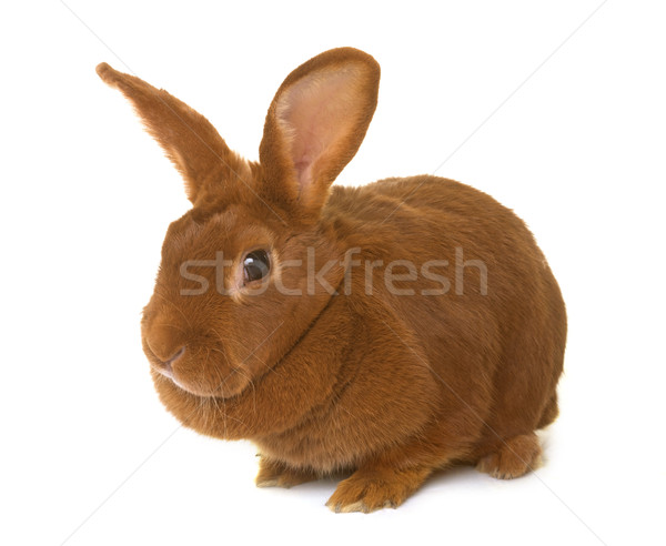 Fauve de Bourgogne rabbit Stock photo © cynoclub