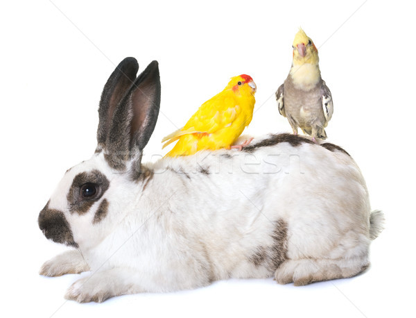 Checkered Giant rabbit and parakeet Stock photo © cynoclub