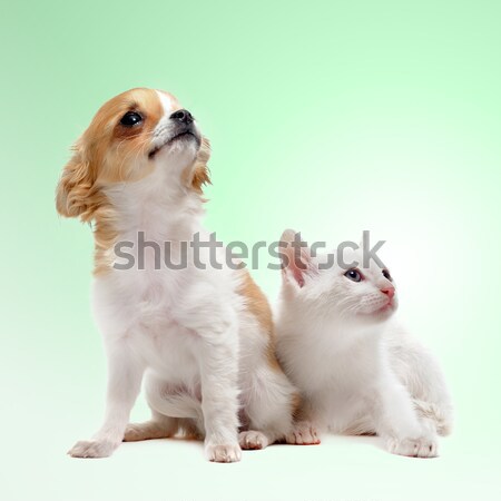 puppy chihuahua and kitten Stock photo © cynoclub