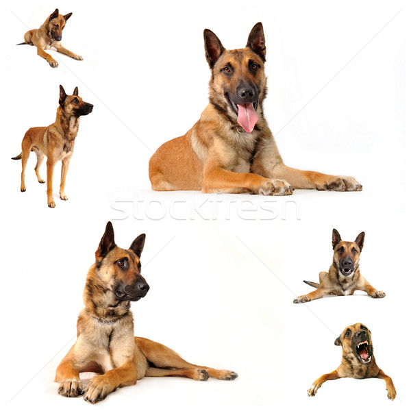 malinois Stock photo © cynoclub