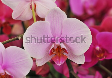 phalaenopsis Stock photo © cynoclub
