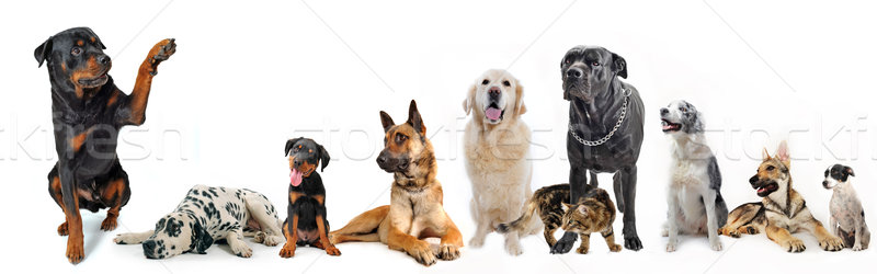 group of dogs and cat Stock photo © cynoclub