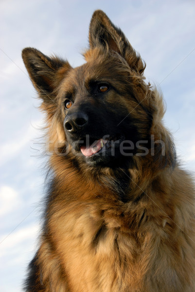 Portré fajtiszta juhász gyönyörű kutya fej Stock fotó © cynoclub
