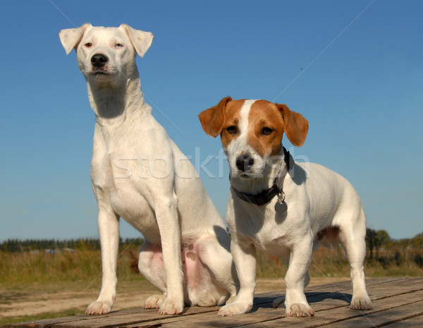two littles dogs Stock photo © cynoclub