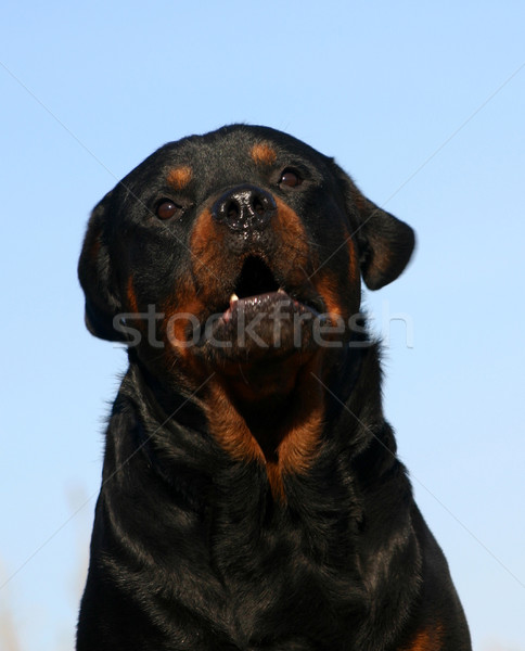 Rottweiler retrato cielo azul negro enojado Foto stock © cynoclub