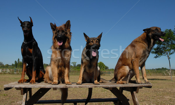 guard dogs Stock photo © cynoclub