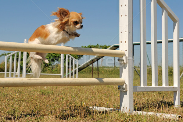 jumping chihuahua Stock photo © cynoclub