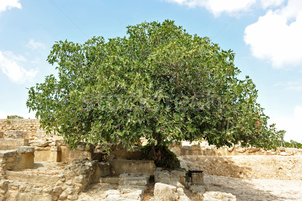 fig tree Stock photo © cynoclub