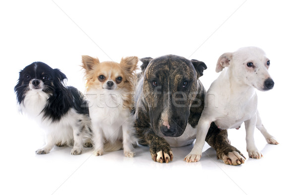 four dogs Stock photo © cynoclub