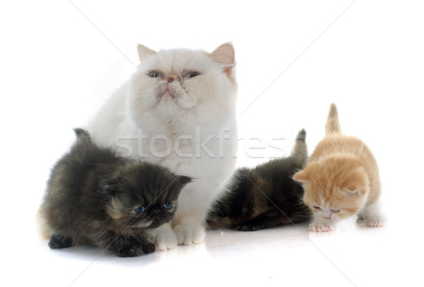 persian kitten and adult Stock photo © cynoclub
