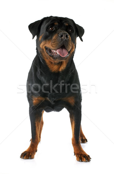 Zdjęcia stock: Rottweiler · biały · kobiet · zwierząt · domowych