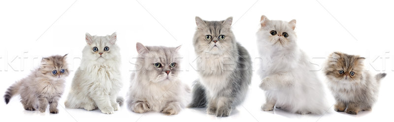 Familia gatos blanco gato grupo femenino Foto stock © cynoclub