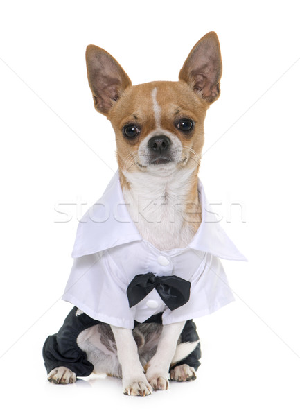 dressed chihuahua in studio Stock photo © cynoclub