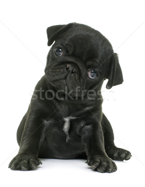 Căţeluş negru câine studio animale de companie Imagine de stoc © cynoclub