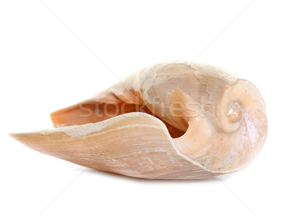 Mollusco studio bella bianco natura shell Foto d'archivio © cynoclub