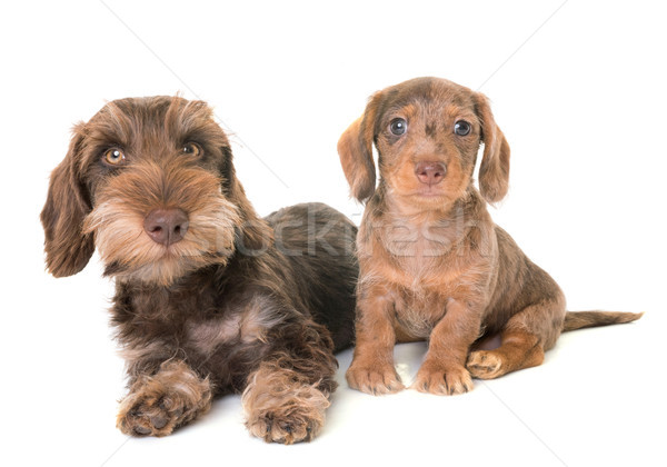 puppies Wire-haired Dachshund Stock photo © cynoclub