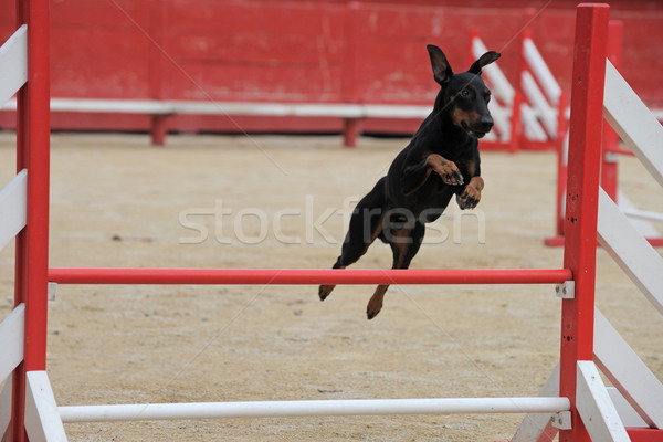 Manchester Terrier in agility Stock photo © cynoclub