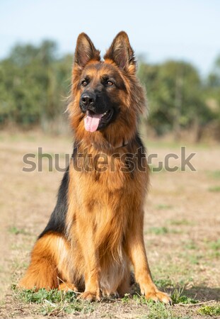 belgian shepherd tervuren Stock photo © cynoclub