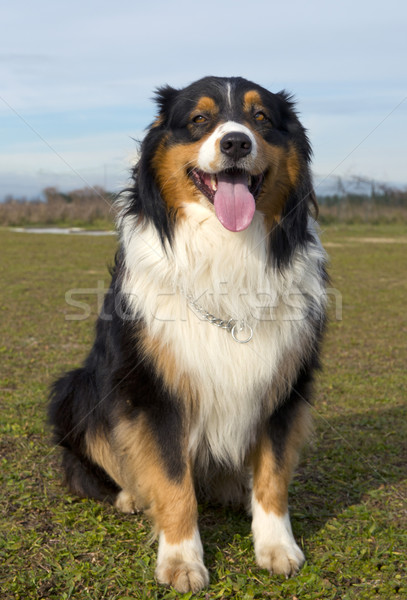 Australiano pastor retrato campo cão Foto stock © cynoclub