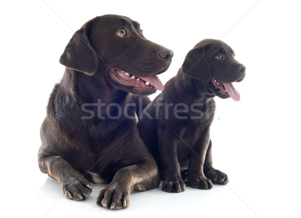 labrador retriever, adult and puppy Stock photo © cynoclub