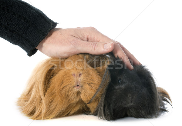 Zdjęcia stock: świnka · morska · biały · strony · włosy · zwierząt · cute
