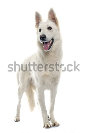 Swiss shepherd  Stock photo © cynoclub