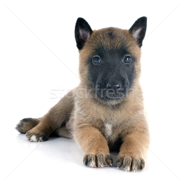 puppy malinois Stock photo © cynoclub