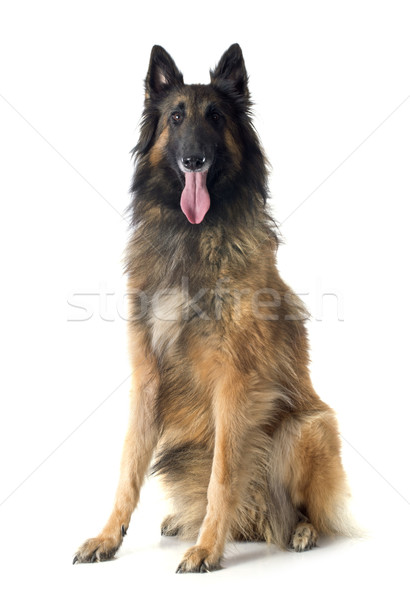 belgian shepherd tervueren Stock photo © cynoclub