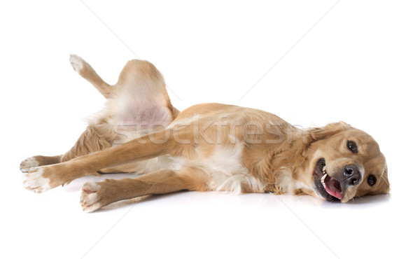 Cansado golden retriever jovem branco estúdio cachorro Foto stock © cynoclub