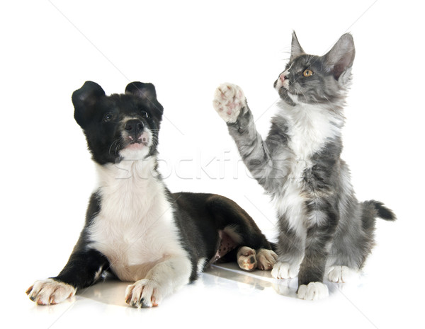 Stockfoto: Puppy · border · collie · kitten · grens · Maine · witte
