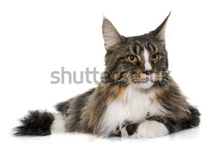 Stock photo: maine coon kitten