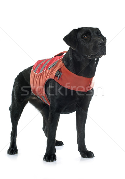 Stock photo: rescue labrador retriever