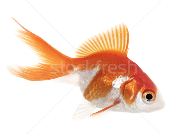 Roşu peştişor acvariu alb natură Imagine de stoc © cynoclub