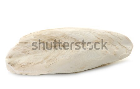 Stock photo: cuttlebone in studio